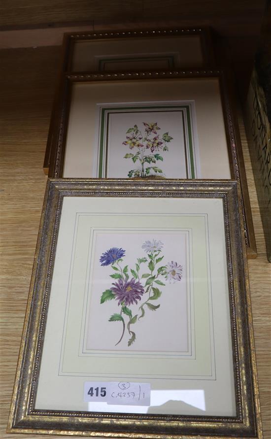 Italian School, pair of watercolours, Botanical studies, and another similar but probably English study of